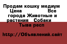 Продам кошку медиум › Цена ­ 6 000 000 - Все города Животные и растения » Собаки   . Тыва респ.